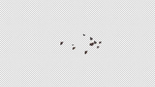 Sparrow Birds - Flock of 13 Flying Over Screen - Side View LS - Transparent Transition