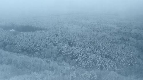Beautiful Snowy White Forest In Winter Frosty Day