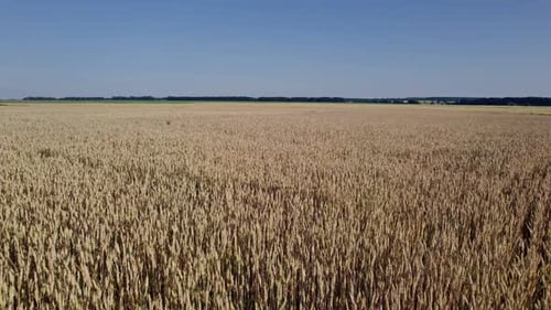 Aerial View of Beautiful Vast Yellow Field of Ripe Wheat Plants