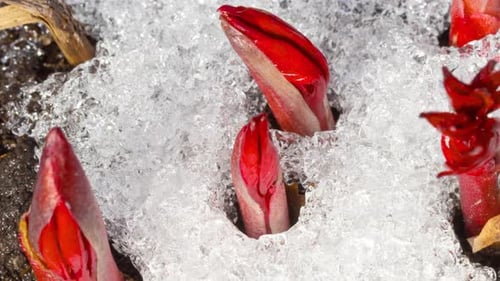 Red Peony Sprouts Emerge Through Melting Snow