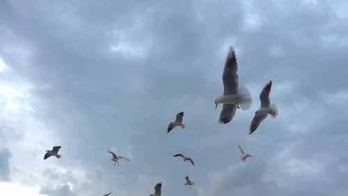 Flock Of Seagulls Fly Overhead Slow Motion 10