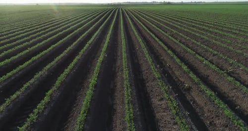 Cenouras crescendo no jardim em fileiras em uma fazenda aberta.