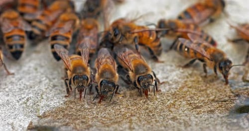 European Honey Bee, apis mellifera, Bees drinking Water on a Stone, Normandy, Real Time 4K