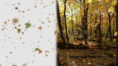Falling Autumn Leaves Natural Overlay