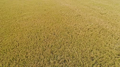 Rice Fields
