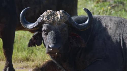 Schwarzafrikanischer Büffel, Nahaufnahme, Zeitlupe. Tier liegt auf der staubigen Straße in der Wildnis von Kruger Nat