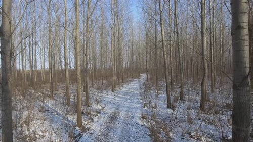 Flying Backwards In A Forest