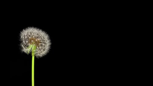 Dandelion Seeds Being Blown
