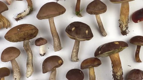 Set of Mushrooms on the Table Top View