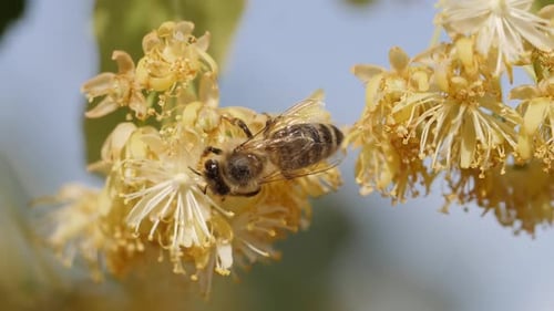 Bee Collecting Pollen From Yellow Flower