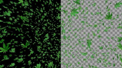 Falling Cannabis Leaves Loop with Alpha Channel