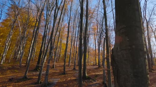 Maneuverable Flight Between Trees in a Fabulous Autumn Forest at Sunset