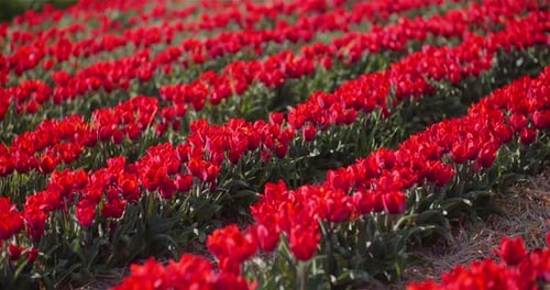 Blooming Red Tulips on Flowers Plantation Farm