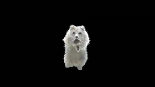 177 Bear Standing Magic Attack HD