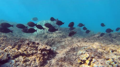 Shoal Of Surgeonfish Swimming over The Coral Reefs Under The Deep Blue Sea In Hawaii. - underwater s
