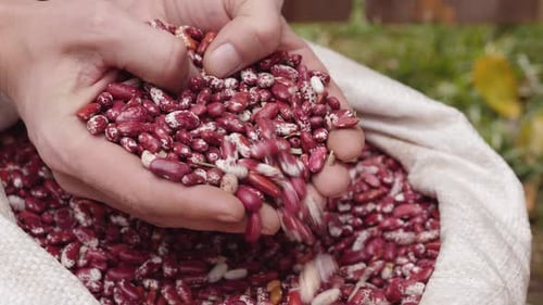 Man's Hands Pick Up a Handful of Red Beans From a White Bag