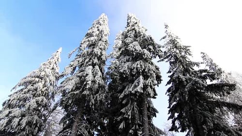Winterbäume unter Schnee