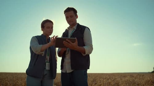 Farmers Working Together in Wheat Field With Tablet