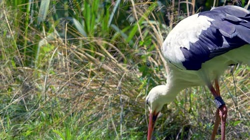 Ralenti de la chasse à la cigogne sauvage et à la poursuite des plantes vertes pendant la lumière du soleil