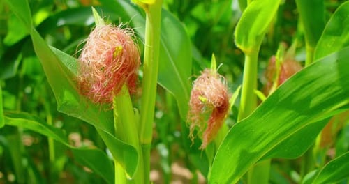 Closeup of Green Young Cobs of Corn Ripen in Field