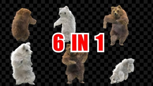 Bärentanz 6er Pack