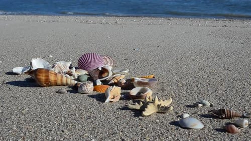 Cockleshells 66