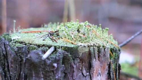 Toadstool mushroom in the forest in autumn