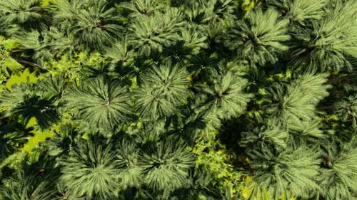 Aerial View Of Palm Oil Plantation