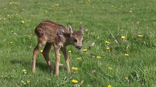Roe Deer, capreolus capreolus, Fawn in Blooming Meadow, Normandy, Real Time