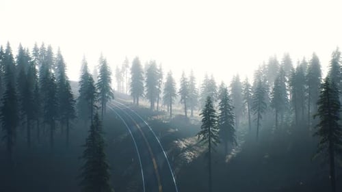 Route à travers la forêt de la taïga russe vue aérienne