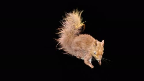 Realistic Animated Squirrel Falling with Alpha Channel