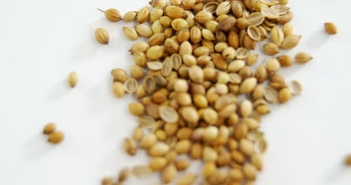 Close Up View of Dried Coriander Seeds