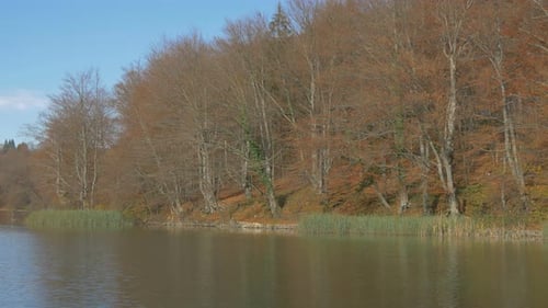 Wasserschilf und blattlose Bäume im Plitvicer Park
