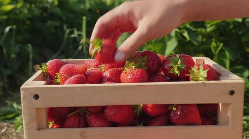 Adding Fresh Strawberries to Wooden Crate in Field