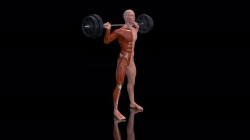 3D Human Anatomy Squat Animation with Barbell