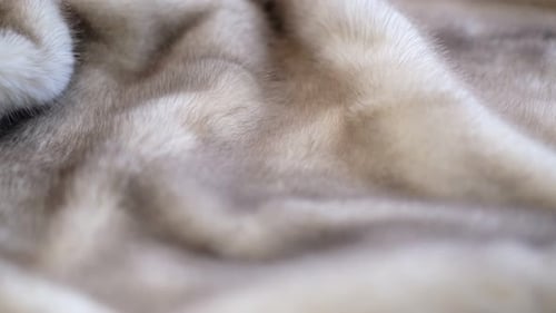 Soft Plush Fur Texture Close-Up