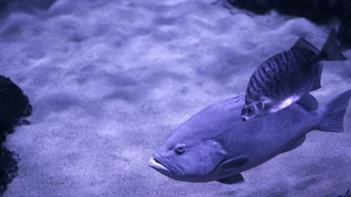 Tierfische In Reiner Unterwasserwelt 8
