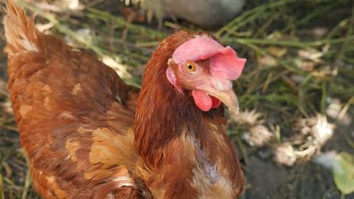 Close Up of Chicken Head on Farm
