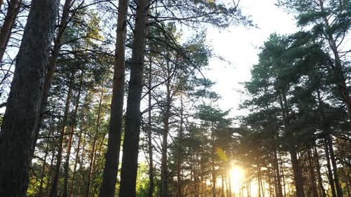 Sunset in the Trees of a Pine Forest
