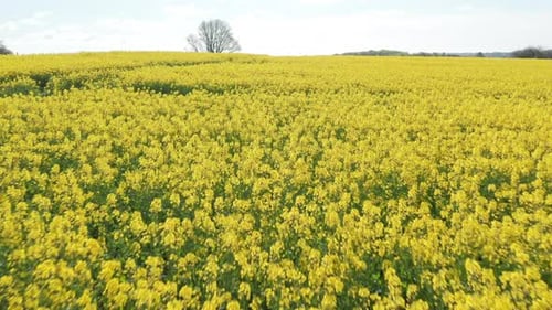 Tiro amplio de granjas de campo de canola y cordilleras en Dinamarca