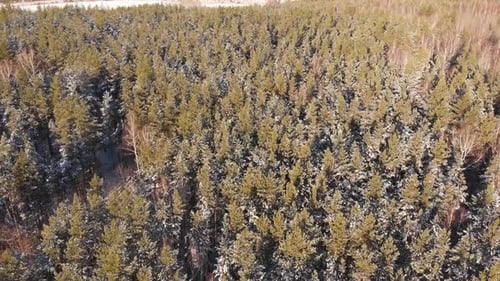 Frozen Forest