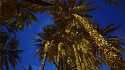 Tropical Palm Trees Swaying Against Deep Blue Sky at Night