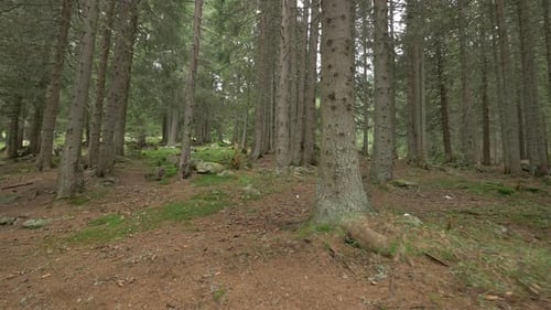 Inside a Coniferous Forest