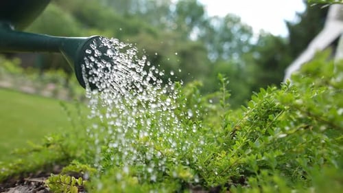 Watering in the Garden 24