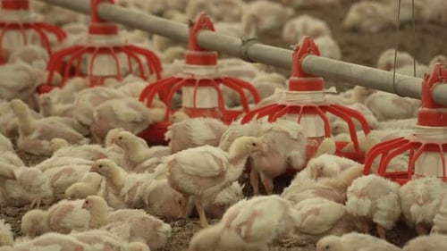 Fluffy Baby Chicks in a Rural Farm Setting