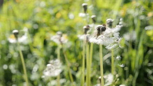Nahaufnahme Pflanze Taraxacum officinale Slow-Mo 1080p FullHD-Aufnahmen - Gewöhnliche Löwenzahnblumensamen