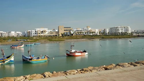 As fishing boats sit docked in the harbor, seagulls fill the sky looking for food