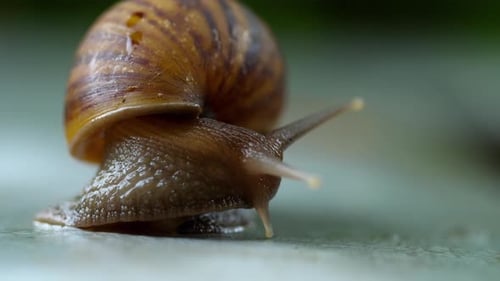 Garden Snail Crawling, Macro