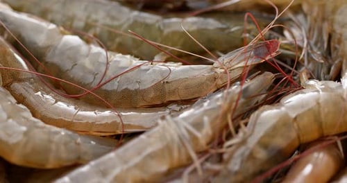 Close Up of Fresh Raw Shrimp
