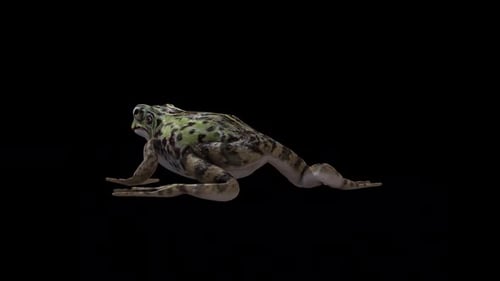 Frog Walk Back Side View